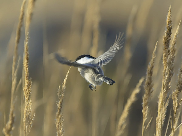 Hömötiainen, Willow Tit, Poecile montanus